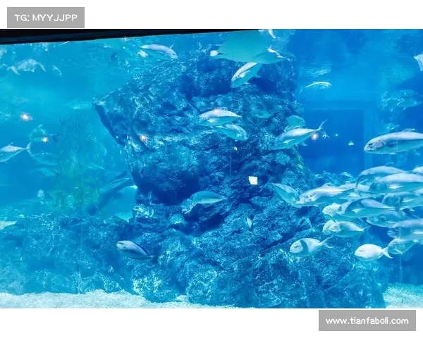潜水探险之旅探索海底世界神秘景观与生态奇观 潜水探险之旅探索海底世界神秘景观与生态奇观